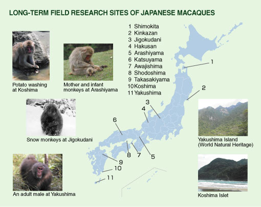 long-term field research sites of japanese macaques